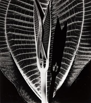 BRETT WESTON (1911-1993) Hawaii portfolio from the Honolulu Academy of Arts with 4 photographs.